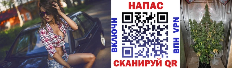 Канабис SATIVA & INDICA  Нюрба 